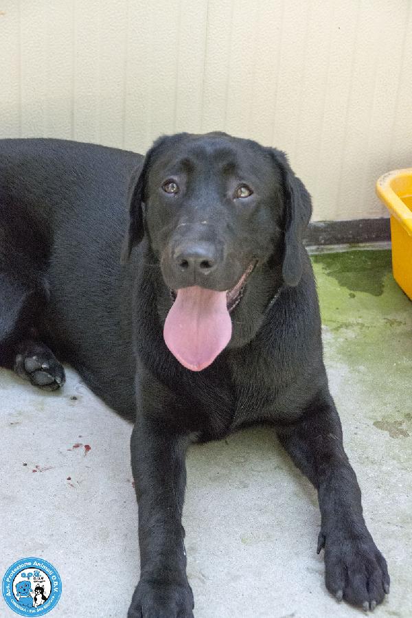 NERONE: DOLCEZZA IN FORMATO XL.. Foto 5